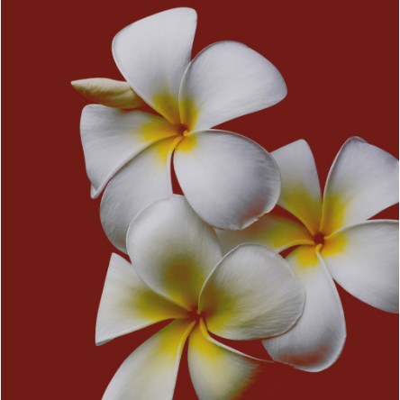 Sumatra Frangipani