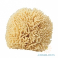 Natural Sea Sponge